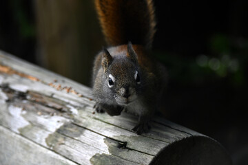 The American red squirrel (Tamiasciurus hudsonicus)  
