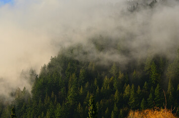 North West Coastal Mountain Forest in Morning Fog