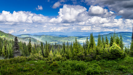 Pine Forests in the Shuswap Highlands in British Columbia, Canada