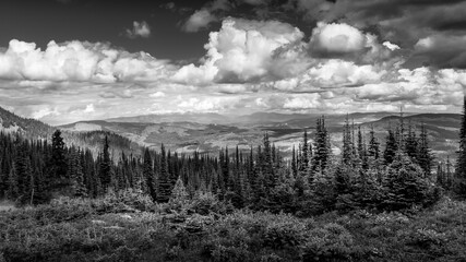 Black and White Photo of Pine Forests in the Shuswap Highlands in British Columbia, Canada