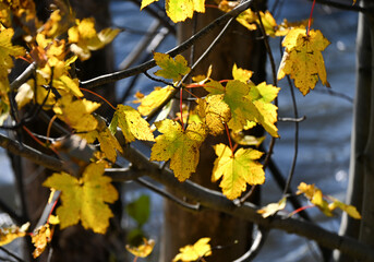 Autumn yellow leaves