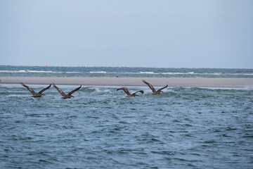 Pelicans flying over the ocean