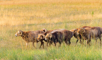 Sheep on pasture, Sayram Lake, Yining (Ghulja), Xinjiang Province, China