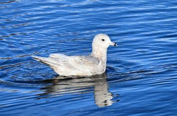 The Iceland gull (Larus glaucoides)