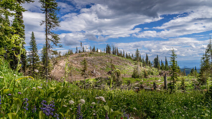 Industrial Clear Cut Logging in the Shuswap Highlands of British Columbia, Canada