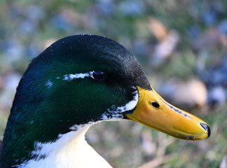 Mallard (Anas platyrhynchos)  