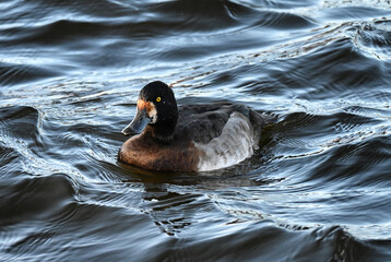 The lesser scaup (Aythya affinis)
