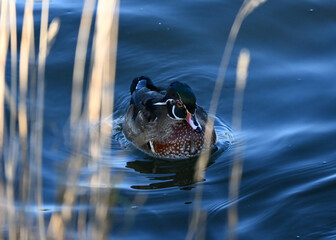 The wood duck or Carolina duck (Aix sponsa) 