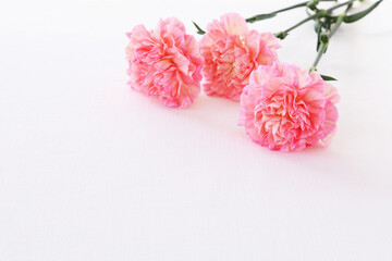 Beautiful carnation flowers 
with on white background.
Valentine or mothers day concept.
ピンクのカーネーション