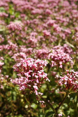 Pink flowers, Buçaco Palace gardens, Mata Nacional do Buçaco, Portugal