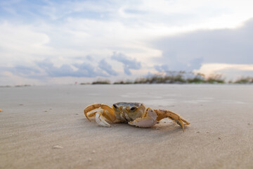 Fototapeta na wymiar Crab on the beach 