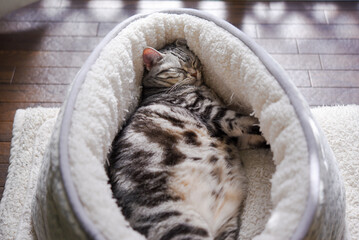 満腹になって寝る猫