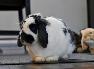 Lovely French Lop 