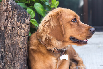 Obraz premium Dog Portrait 