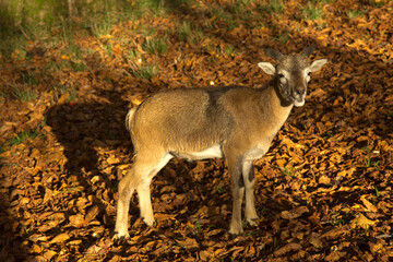 Naklejka na ściany i meble The mouflon (Ovis gmelini) in park.