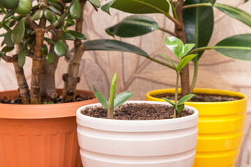 Different home plants in white yellow orange pots. Sprout of a young little plant zamiokulkas in pot. Growing indoor houseplants