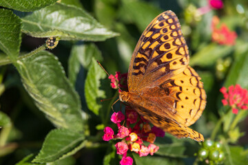 Obraz premium Variegated Fritillary butterfly on Lantana flowers