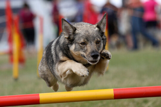 Swedish Vallhund competing in agility