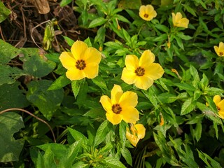 Damiana Flowers (Turnera Diffusa) Herbal Medicine Raw Materials