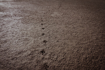 huellas animales