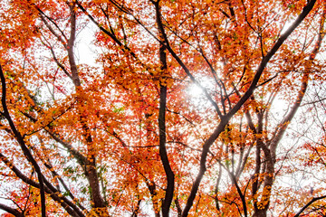 柔らかな光に包まれた美しい紅葉　Beautiful autumn maple foliage with celestial sunlight