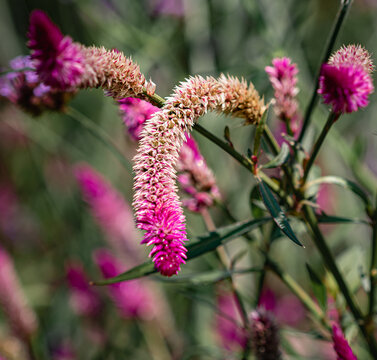 field of pink flowers in summer garden. closeup of wild furry flower in full bloom.