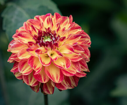 red, pink, and yellow dahlia flower in garden. closeup of single dahlia flower in autumn.