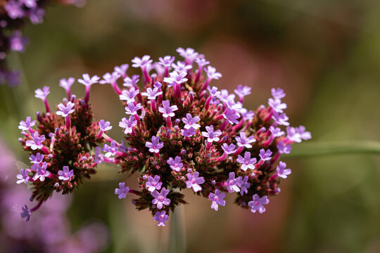 close up of lilac flowers in the garden. lavender colored blooming in the summer.