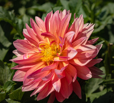 closeup of pink dahlia in garden. single pink and yellow flower in the summer.