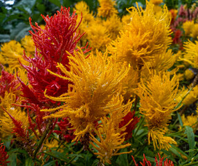 red and yellow flowers