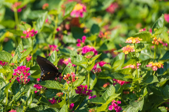 Pipevine Swallowtail Butterfly On Lantanas