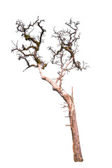 An old dead tree isolated