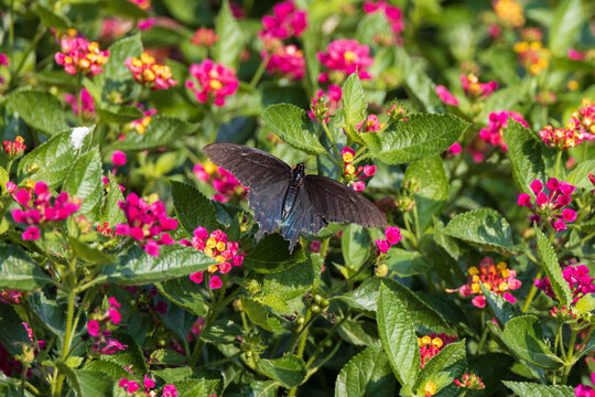 Pipevine Swallowtail Butterfly On Lantanas