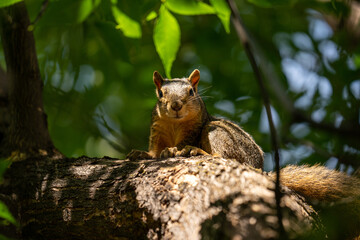 Squirrel in tree looking at camera
