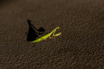 Praying Mantis in morning golden light