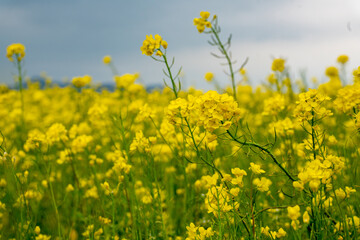 Obraz premium 유체꽃