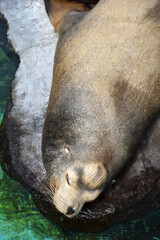 A sleeping seal in an Aquarium