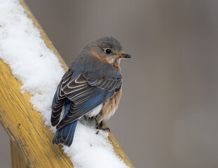 Eastern Bluebird perched in snow