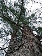 Tronco de Arbol Visto desde la base bajo cielo nublado
