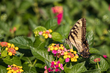 Eastern Tiger Swallowtail on Lantana wildflowers