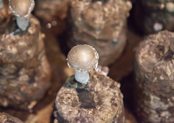 Shiitake mushroom cultivation..One shiitake mushroom that grows on the yeast.