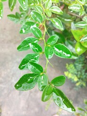 leaves