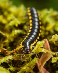 Close up of a Yellow Spotted Millipede approaching viewer across a carpet of moss ready to deploy its natural cyanide defense when in danger