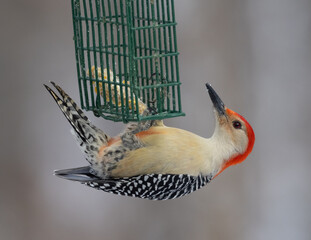 Male Red-bellied Woodpecker on bird feeder