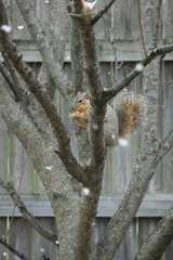 Squirrel sitting in tree in the snow near wood fence looks guilty