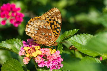 Variegated Fritillary butterfly on Lantana flowers
