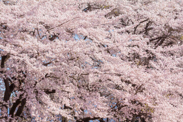 咲き誇る桜