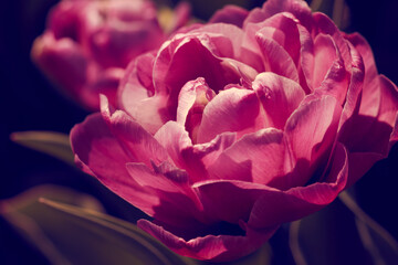 Tulips blooming in Pennsylvania, USA