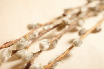 Pussy Willow buds, sometimes called catkins