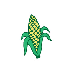 corn on the cob vector illustration on white background. sweet corn, green and yellow. hand drawn vector. doodle fruit and vegetable for kids, logo, clipart, sticker, poster, banner, cover. 